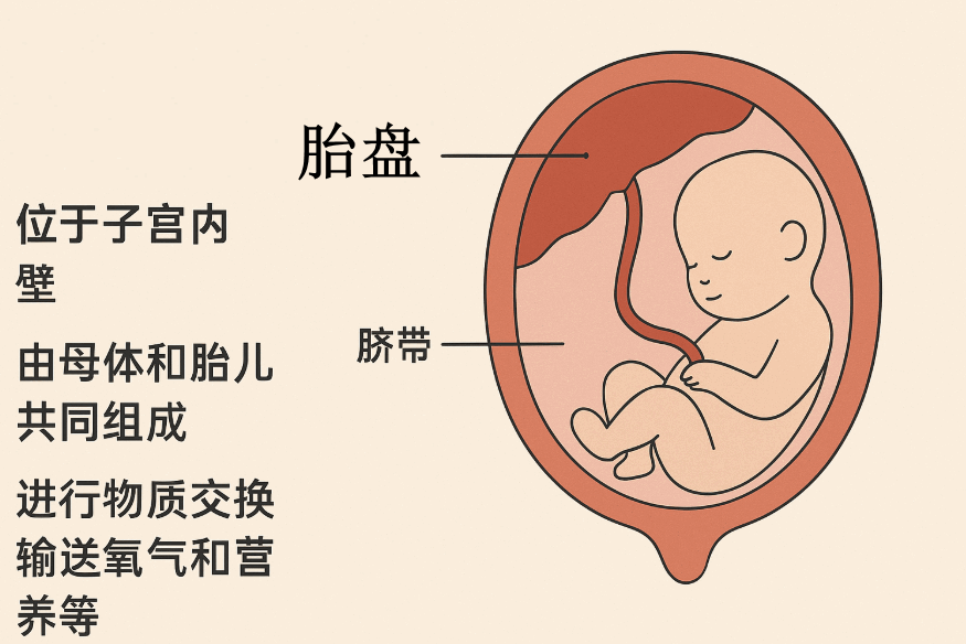 胎盘概览.png